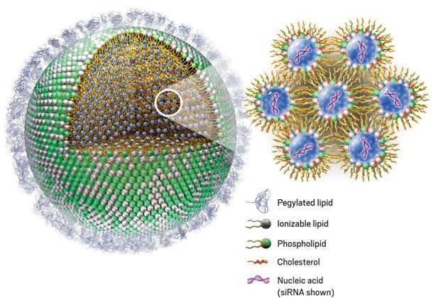 Lipid Nanoparticles Analysis